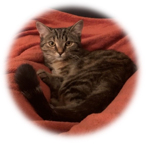 Vanessa L. & Katze Tabby