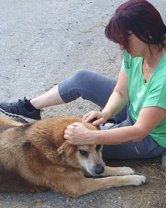 Tierenergetik mit Hund