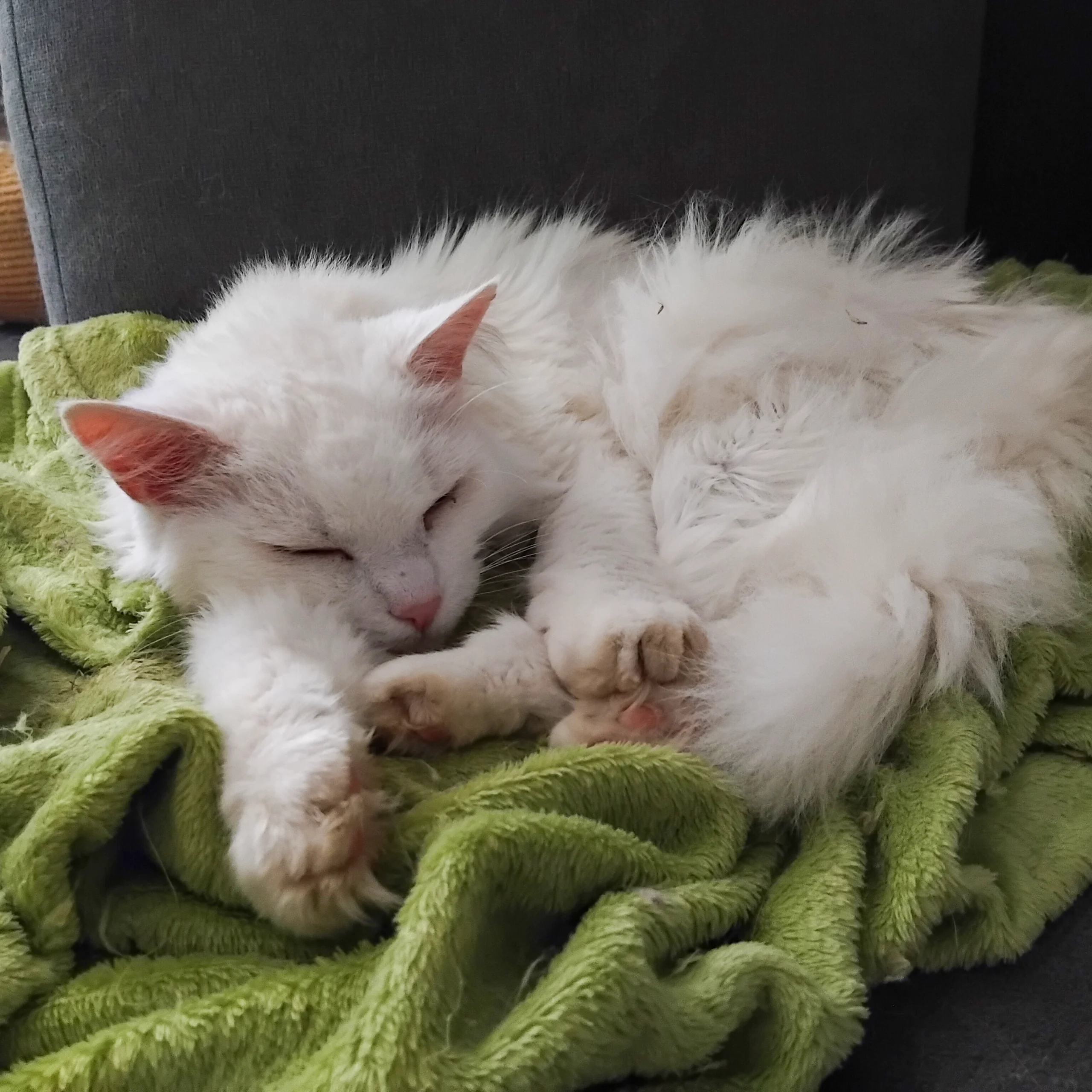 Tierseelengespräch Susi Farkas